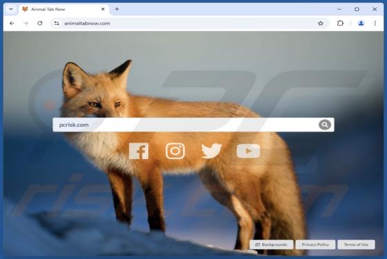 Redirección de animaltabnow.com